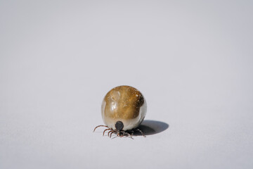 Engorged of blood tick against a white background