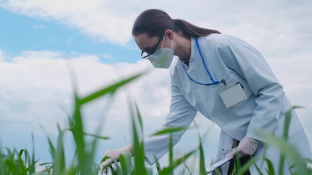 Botanist scientist analyzing plant crop making notes in a journal. Woman gardener biologist testing the quality growth of plantations, agricultural research, care