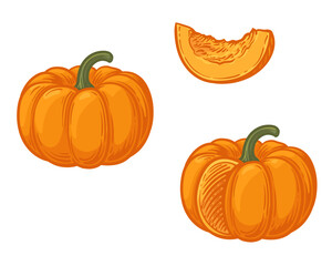 Pumpkin whole and pumpkin cut. Vector illustration of a pumpkin isolated on a white background.
