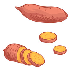 Vector illustration of a sweet potato isolated on a white background.