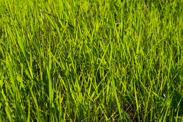 Green grass background, sunlight and green color, shadows and lights