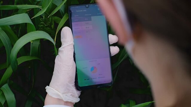 The hands of a biologist scientist using a smartphone to study research data, plotting plant growth graphs, an ecologist works in a field, an epidemiologist examines the situation in a field