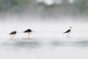 Misty morning in the wetlands, the black winged stilt wrapped by fog (Himantopus himantopus)