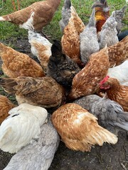 chickens eating on a farm