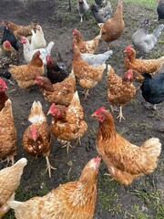 Group of brown hens outside 
