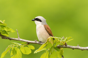 Lanius collurio bird