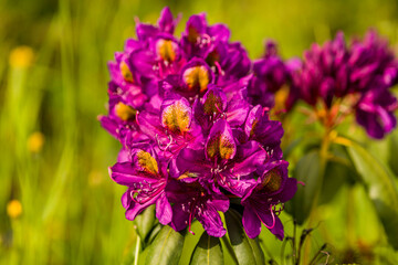 rhododendron