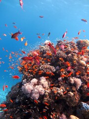 Blue hole fish and coral reef at red sea egypt