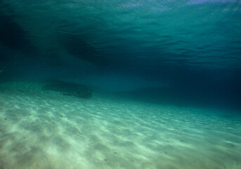 Fototapeta na wymiar a beautiful underwater setting in the crystal clear waters of the caribbean sea