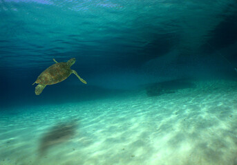 a beautiful green turtle in its natural environment in the caribbean sea
