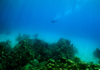 Fototapeta na wymiar a beautiful underwater setting in the crystal clear waters of the caribbean sea