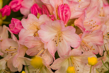 rhododendron