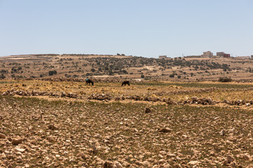 Maroc Essaouira 