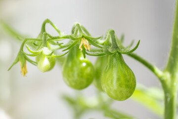Bulb cherry tomato growing close up brunch with small green tomatoes and tomato flowers