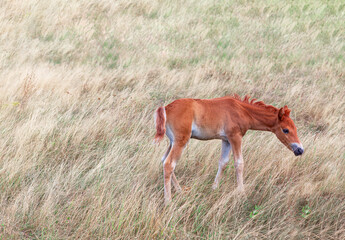 Foal among the dry grass . Colt at the summer pasture