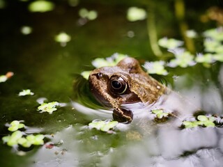 Frog in a garden Pond