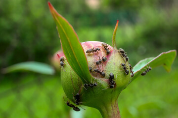 Mrówki na pączkach piwonii w wiosennym ogrodzie - bliskie ujęcie, płytka głębia ostrości, makro