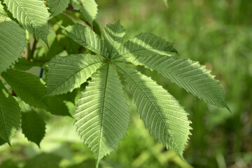 トチノキの若葉　葉模様