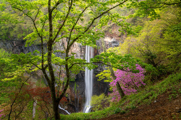 栃木県日光市　イワツバメが舞う初夏の華厳の滝