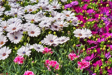 Beautiful floral background. Beautiful flowers background for wedding scene. Selective focus.