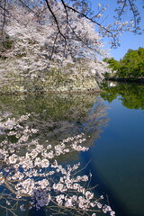彦根城の堀と桜　滋賀県