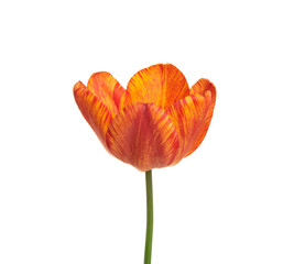 Tulip flower isolated on white