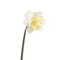 Naklejka na ściany i meble Narcissus flower isolated on white