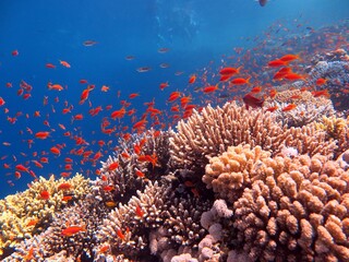 Naklejka na ściany i meble Blue hole fish and coral reef at red sea egypt
