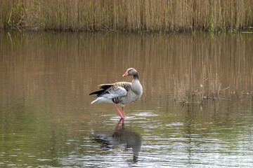 Greylag goose, Anser anser, standing in shallow water of pond in nature reserve Zanderij Crailo, Hilversum, Netherlands