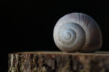 An empty snail shell on wood slice. 