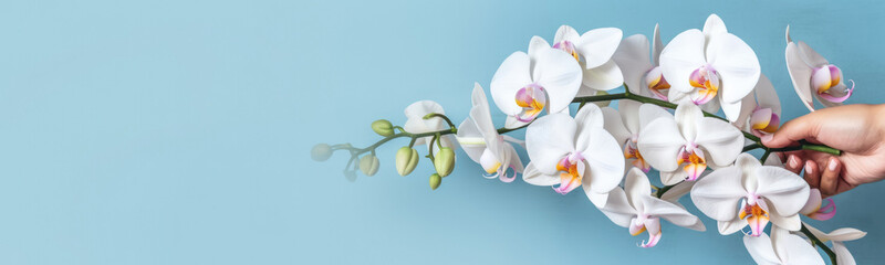 Naklejka na ściany i meble Wide Frame Side Bouquet Of Orchids In Hand With Ribbon Blue Banner Background. Generative AI