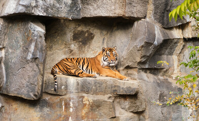 Fototapeta na wymiar The Asian tiger lies on the rock cave resting and lookin on visitors in zoo