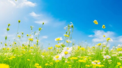 Fototapeta na wymiar Diffusion Beautiful field meadow flowers chamomile
