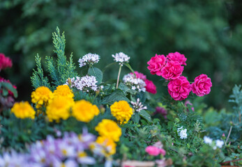 Spring colorful flowers in the garden.NEF - 604866970