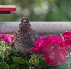 Spring colorful flowers in the garden with young blackbird - 604866975