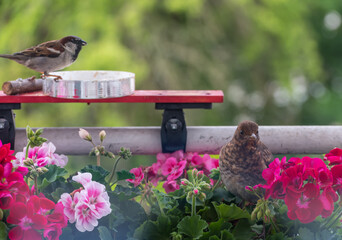 Spring colorful flowers in the garden with young blackbird - 604866992