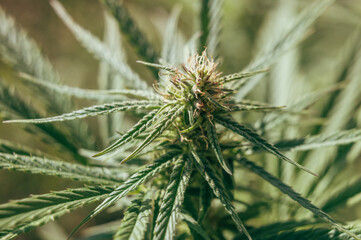 Naklejka na ściany i meble Grow a cannabis plant