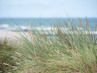 Dünen mit Strandgras am unberührten Strand der Ostsee auf der Halbinsel Darß