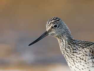 Common greenshank (tringa nebularia) closeup in spring.