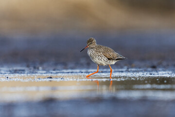 Common redshank or redshank (Tringa totanus) looking for food in the wetlands.	
