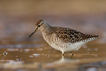 Wood sandpiper (Tringa glareola) feeding in the wetlands in spring.