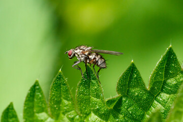 Große Fliege mit roten Augen (Graue Fleischfliege - Sarcophaga carnaria) sitzt auf einer Spitze von einem gezackten Blattrand 