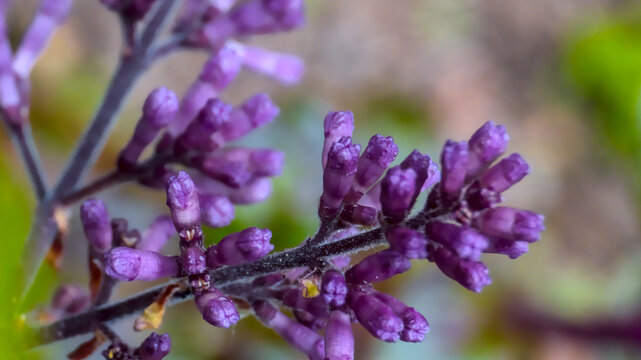 Fotografia makro kwiat&oacute;w bzu w ogrodzie. Syringa BLOOMERANG CIEMNY FIOLET.  Płytka głębia ostrości. 