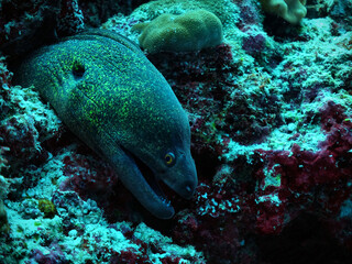 Naklejka na ściany i meble Moray Augusti fish green spotted coming out of his den in Thailand - under water shot