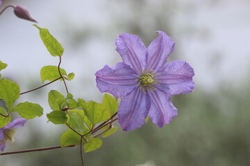 Flower of Purple clematis in spring