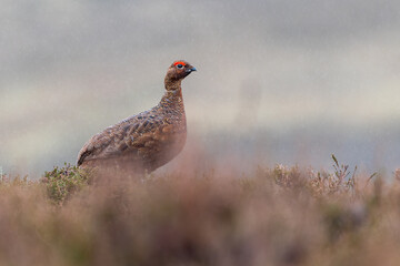 Female red grouse (Lagopus lagopus scotica), Glenshee, Scotland