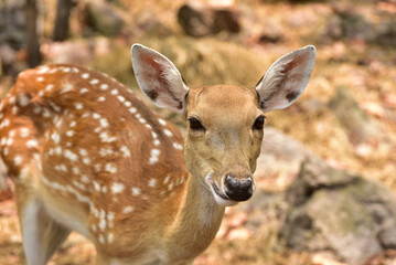 Female sika deer looking into camera cute wildlife concept Brown Deer, Animal, Zoo