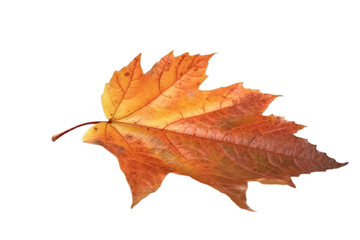 Naklejka na ściany i meble Fall Symphony: Isolated Autumn Leaf on Transparent Background, autumn leaf, isolated, transparent background, fall, foliage, nature, seasonal, colorful, 