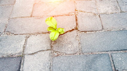 Small plant tree growing on cracked street