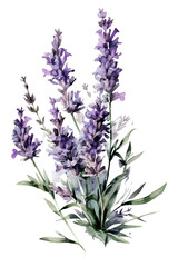 Plans watercolor. ai